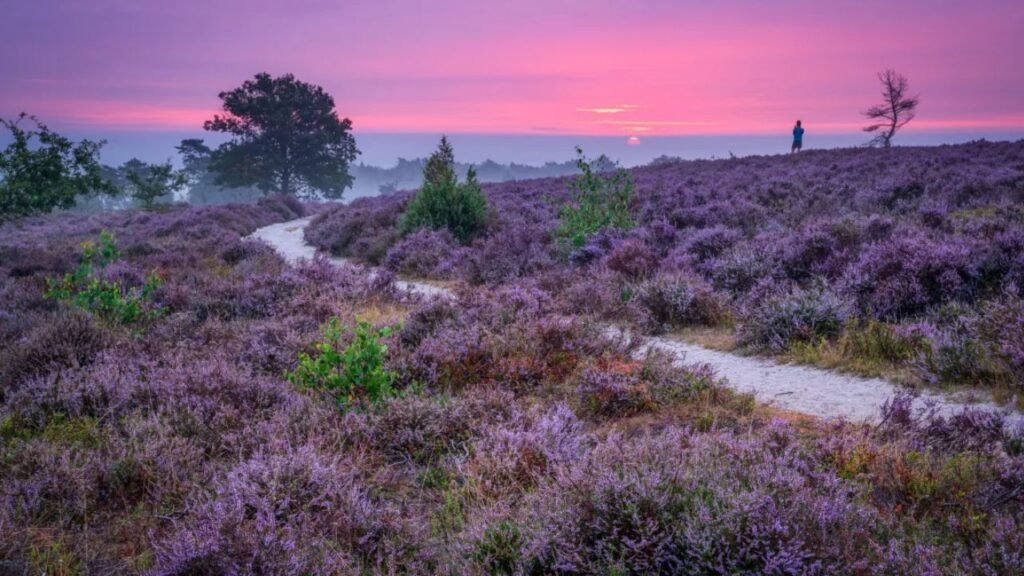 nationaal park sallandse heuvelrug