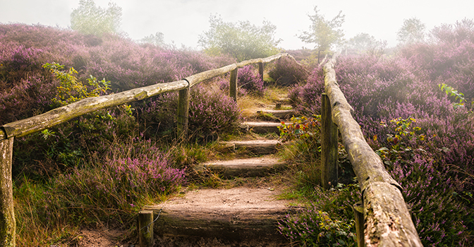 de Veluwe